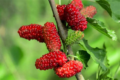 where to plant mulberry trees